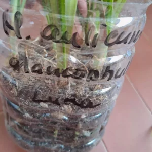 Alternative view of Hippeastrum aulicum var. Glaucophyllym 'Luna'- 1 bulb.