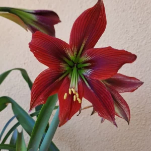 Hippeastrum PMn2 X YMn2 - 10 seeds.