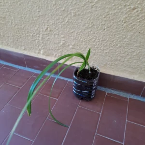 Alternative view of Hippeastrum macbridei 1 bulb.