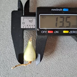 Alternative view of Hippeastrum incachacanum - 1 bulb 1,3cm in Diameter. Rare Specie. Offset.