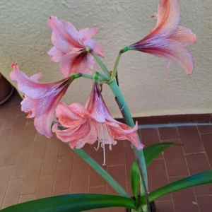 Alternative view of Hippeastrum CARL- 1 bulb.