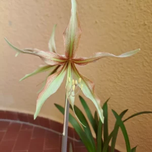 Alternative view of Hippeastrum cybister hybrid CTn1 - 1 bulb.