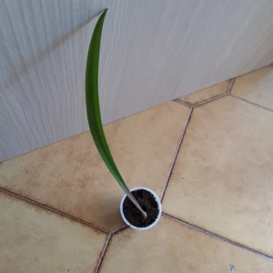 Alternative view of Hippeastrum stylosum 1 bulb.