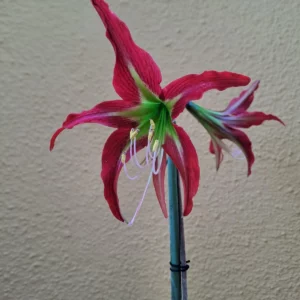 Alternative view of Hippeastrum PMn2 X YMn2 - 10 seeds.