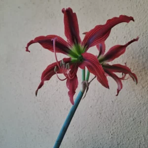 Alternative view of Hippeastrum 'ASn5- 1 bulb. (Copy)