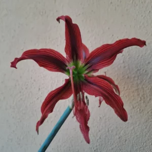 Hippeastrum 'ASn5- 1 bulb. (Copy)