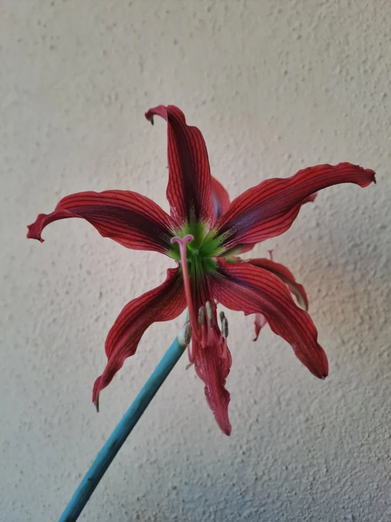 Hippeastrum 'ASn5- 1 bulb. (Copy)