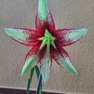 Hippeastrum APn2 x Leucopardinum - 10 seeds.