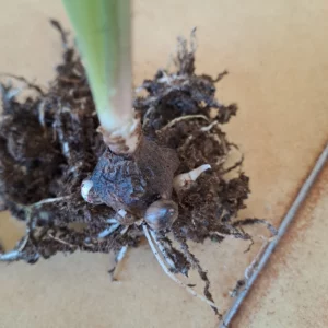 Alternative view of Hippeastrum Striatum 'Cardoso Moreira' 1 bulb.