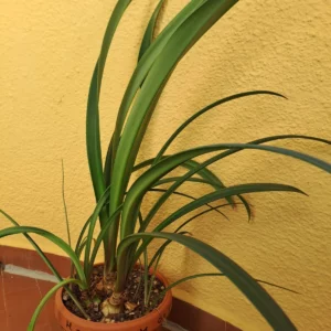 Hippeastrum marumbiense 1 bulb.