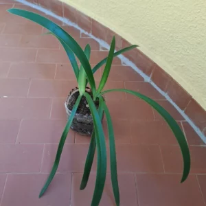 Hippeastrum verdianum 1 bulb.