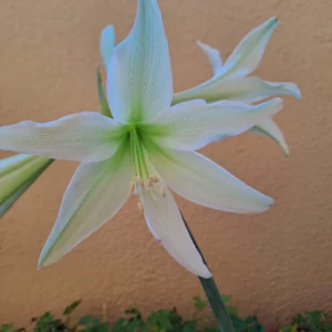 Hippeastrum Hybrid ETN#1 - 1 bulb.