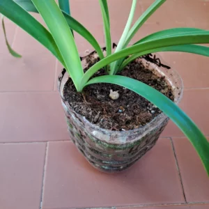 Alternative view of Hippeastrum verdianum 1 bulb.