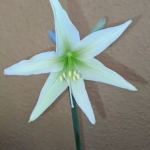 Alternative view of Hippeastrum Hybrid ETN#1 - 1 bulb.