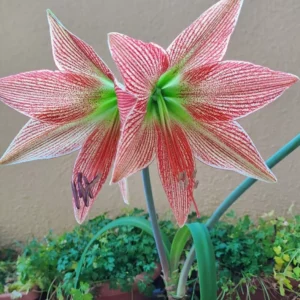 Alternative view of Hippeastrum LPn2 X Lapacense 10 seeds.