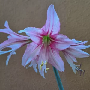 Alternative view of Hippeastrum Reticulatum hybrid - 1 bulb.