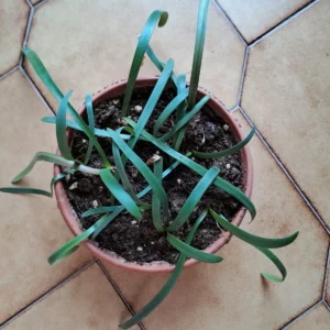 Hippeastrum traubii forma Doraniana 1 bulb.