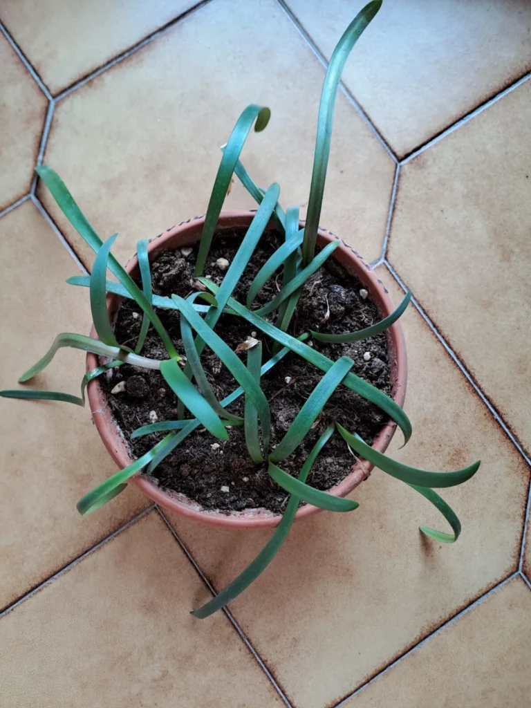 Hippeastrum traubii forma Doraniana 1 bulb.