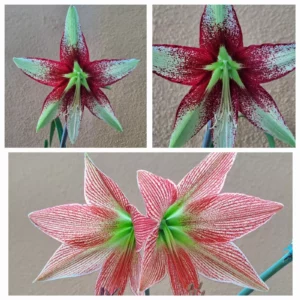 Hippeastrum sp. nova  Leucopardinum x Lapacense - 10 seeds.