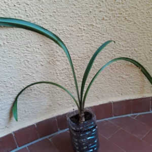 Hippeastrum marumbiense 1 bulb.