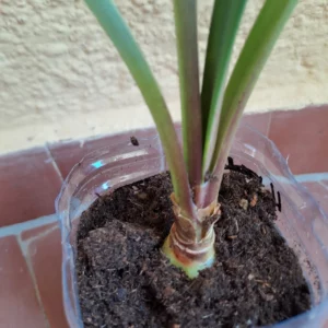 Alternative view of Hippeastrum marumbiense 1 bulb.