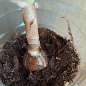 Alternative view of Hippeastrum glaucescens 'Ponta Grossa' 1 bulb.