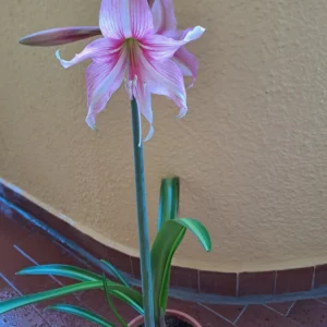 Hippeastrum Reticulatum hybrid - 1 bulb.