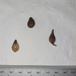 Hippeastrum Stylosum 3 bulbs! Small Offsets species from Brazil Very Rare