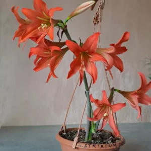 Alternative view of Hippeastrum Striatum 'Julie' 5 bulbs .