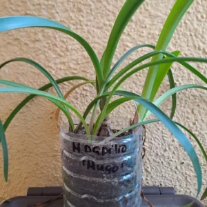 Alternative view of Hippeastrum papilio 'Hugo' 1 bulb 2 years old about 2 cm. Species Brazil