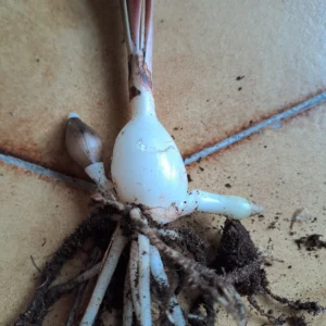 Alternative view of Hippeastrum stylosum 1 bulb.