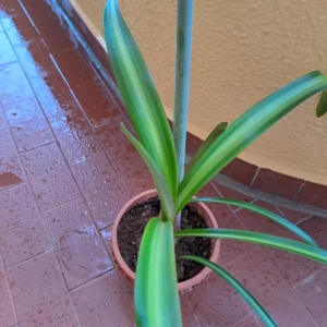 Alternative view of Hippeastrum Reticulatum hybrid - 1 bulb.