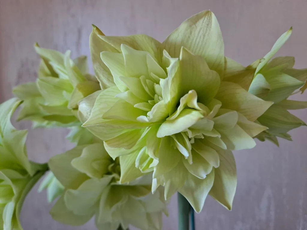 Hippeastrum Yellow Crown - 1 bulb.