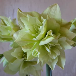 Hippeastrum Yellow Crown - 1 bulb.