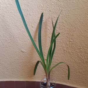 Hippeastrum correiense 1 bulb. ex. morelianum.