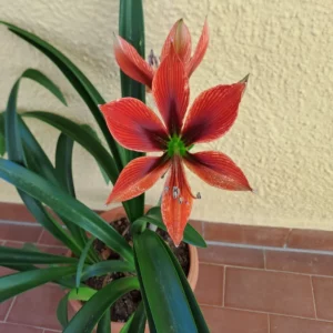 Hippeastrum APPn1 - 1 bulb.