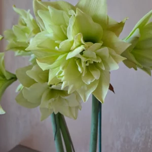 Alternative view of Hippeastrum Daphne x Yellow Crown 10 seeds.