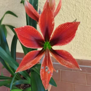 Alternative view of Hippeastrum APPn1 - 1 bulb.