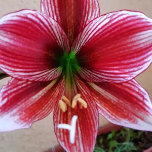 Alternative view of Hippeastrum Papilio Hybrid 1 Bulb.