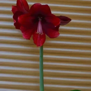 Alternative view of Hippeastrum Daphne x self - 15 seeds.