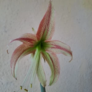 Hippeastrum MHn2 - 1 bulb.
