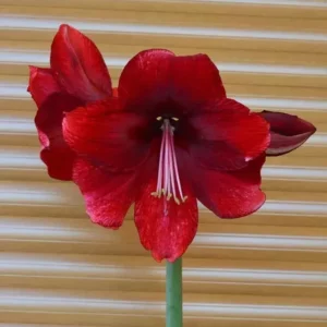 Hippeastrum Daphne x self - 15 seeds.