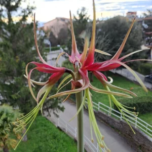 Alternative view of Hippeastrum cybister 1 bulb, 3,9cm in diameter. Rare species.