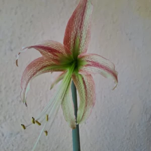 Alternative view of Hippeastrum MHn2 - 1 bulb.