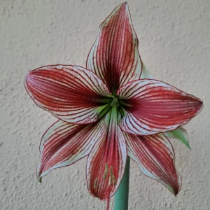 Hippeastrum ESS X LPn2.- 10 seeds.
