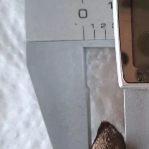 Alternative view of Hippeastrum Stylosum 3 bulbs! Small Offsets species from Brazil Very Rare