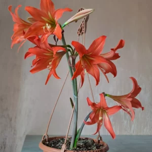 Hippeastrum Striatum 'Julie' 5 bulbs .