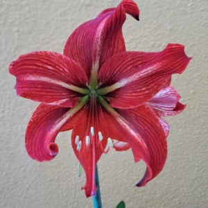Hippeastrum Gypsy Girl - 1 bulb.