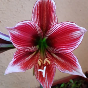 Hippeastrum Papilio Hybrid 1 Bulb.