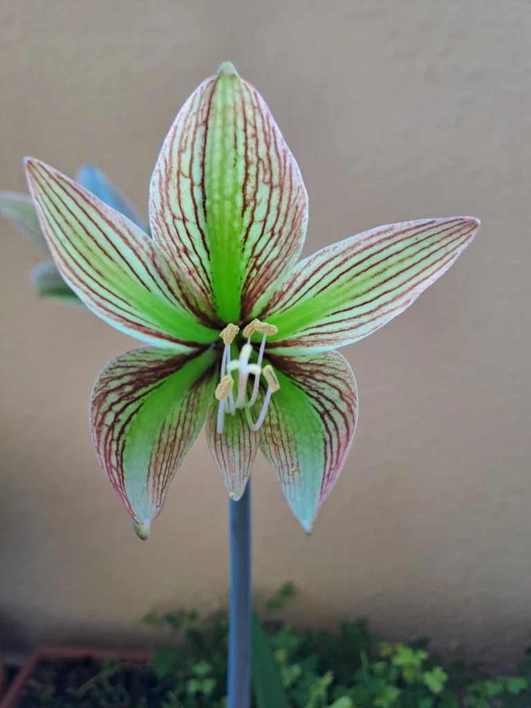 Hippeastrum iguazuanum- 10 Seeds. Species Rare.